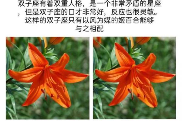 十二星座代表花都有哪些呢