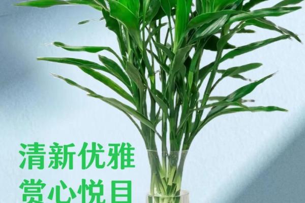 居家：富贵竹摆放在什么方位好