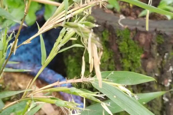 风水竹子开花意味着有灾祸发生吗