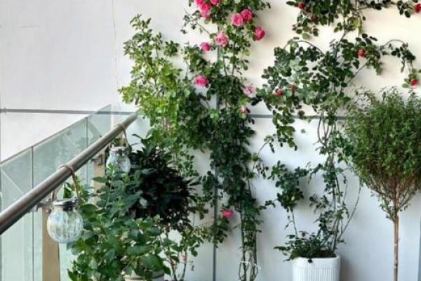 窗外花坛风水好吗 窗外花坛风水好吗