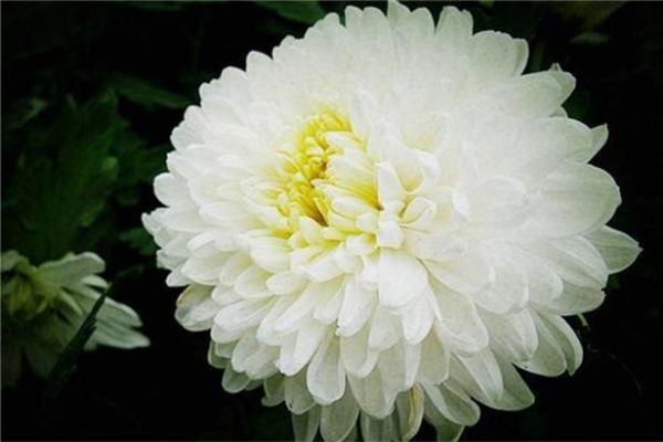 风水梦见放烟火不响有哪些解读