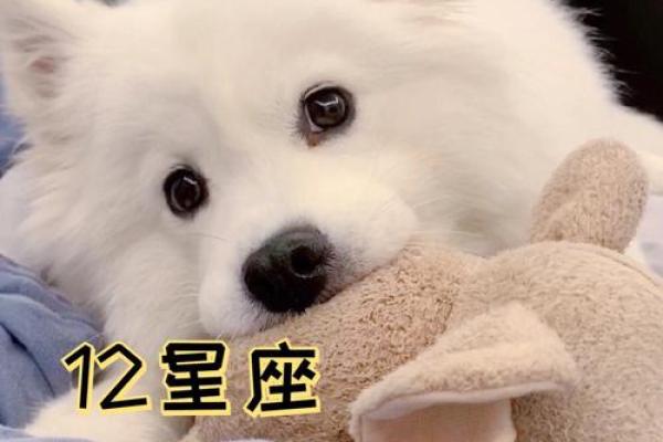 12星座男养狗适合养什么狗