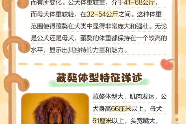 藏獒适合哪个星座养的