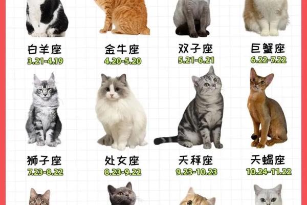 什么星座最适合猫咪