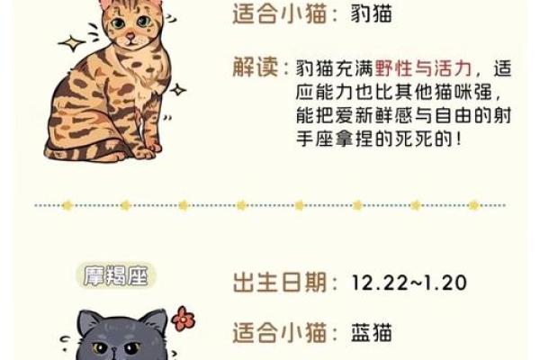 什么星座最适合猫咪